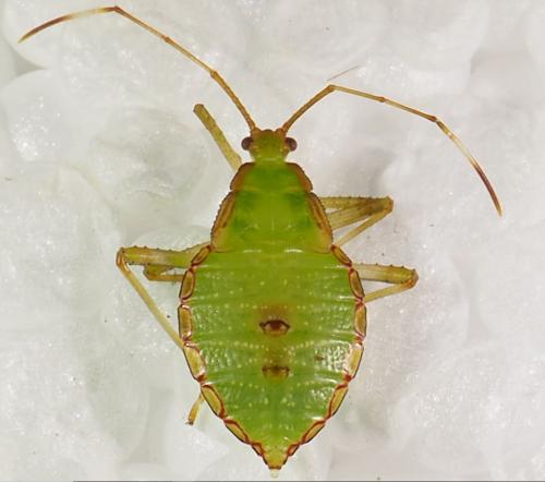 Coreinae